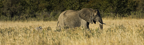 africa wild nature animal southafrica mammal outdoors nikon natural outdoor wildlife safari elephants animalplanet krugernationalpark kruger africanelephants loxodontaafricana mopani d7200 nikond7200