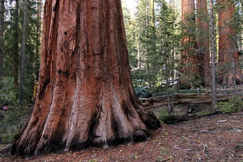 california canon yosemitenationalpark giantsequoias t3i mariposagrove fencedfriday