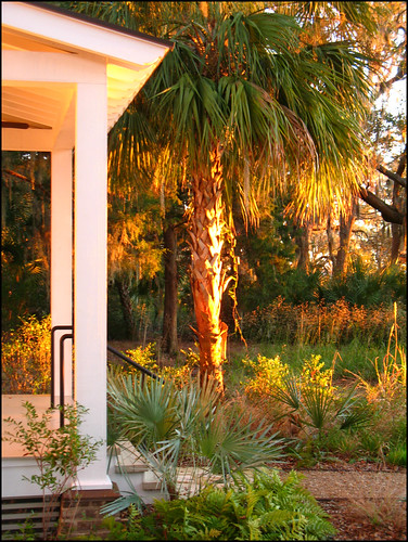 usa tree sunrise earlymorning southcarolina veranda palmtree porch verandah doorstep philscamera lowcountry bluffton palmettobluff goldensunlight philandlucysotherplace
