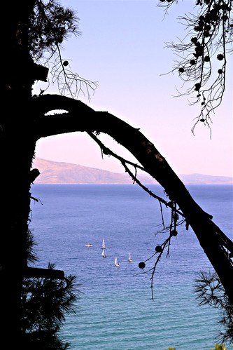 sunset sea silhouette pine boats greece attica ηλιοβασίλεμα θάλασσα πεύκο δέντρο βάρκεσ σιλουέτα άγιοιαπόστολοι κουκουναριά ελλάδααττικήκάλαμοσ