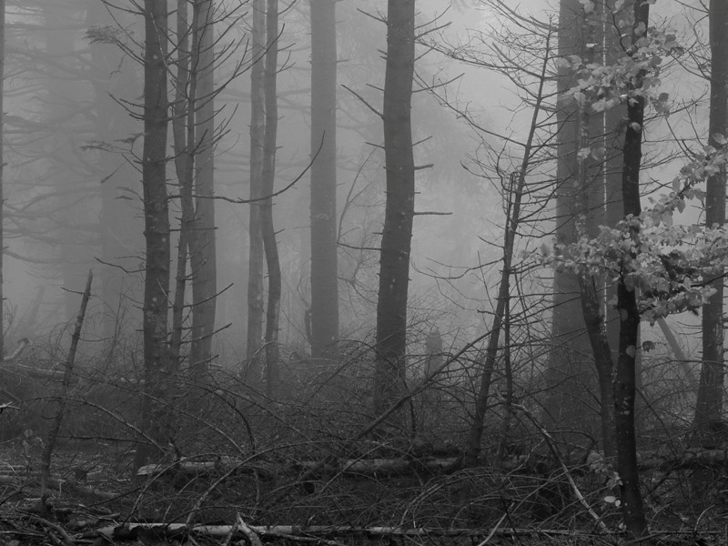 Ambiance mystérieuse dans forêt