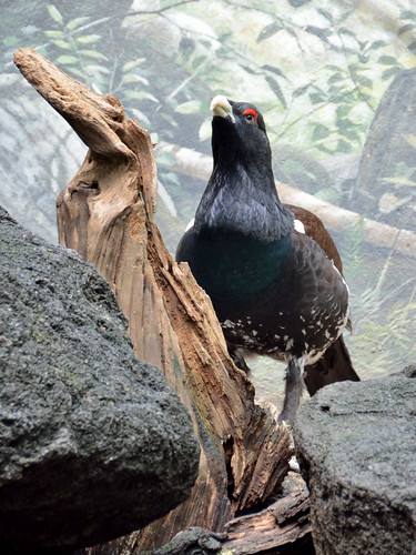 Male Western Capercaillie