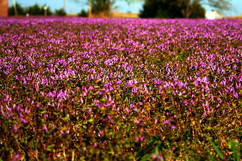 purple kansas homestead wildflowers vacantlot homesteading nicodemus nicodemusnationalhistoricsite