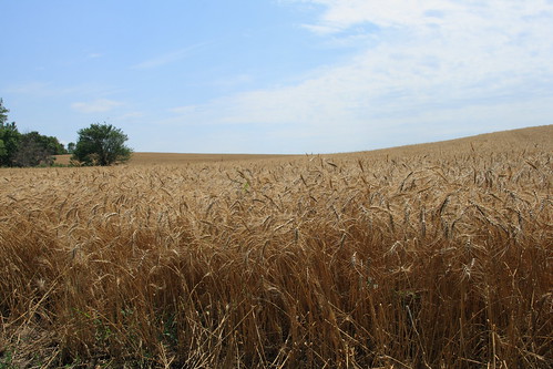 field minnesota highway wheat 59