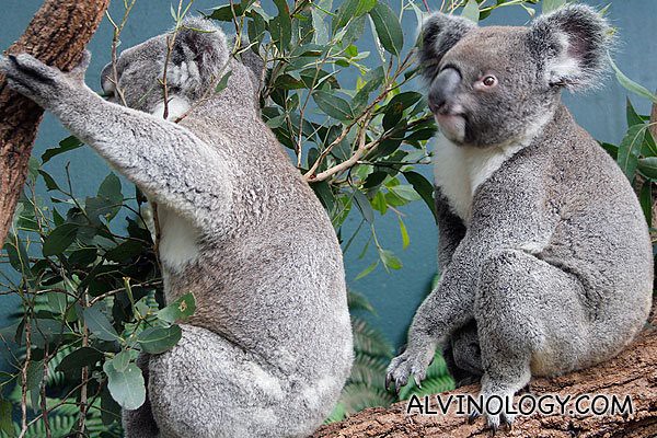 Two koala bears 