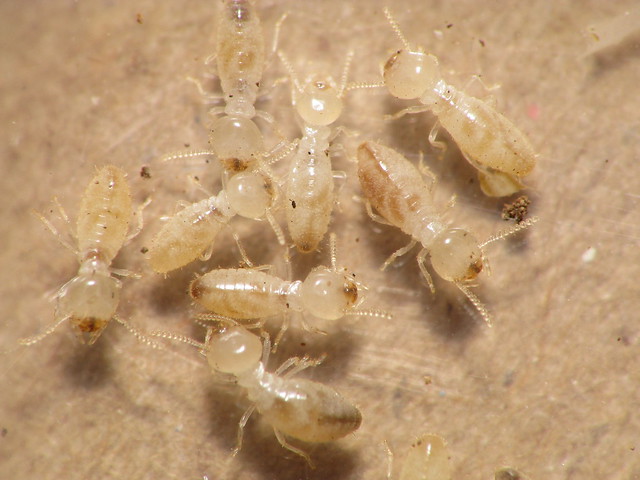 Termite: Termite Nymph Size