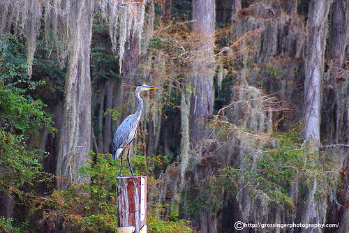 blue trees lake bird heron texas tx great cypress caddo