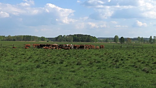 cows poland polska polen lubuskie