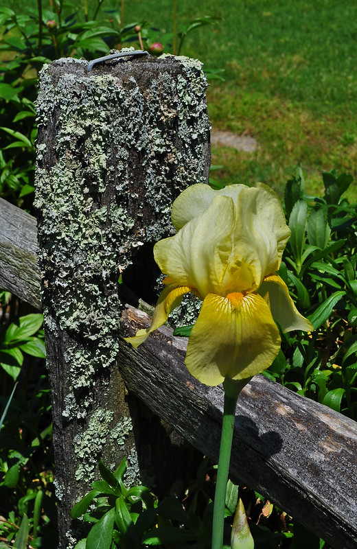 Bearded Iris (1)