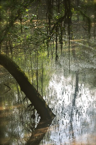 reflection water singapore wetland naturereserves sugeibuloh