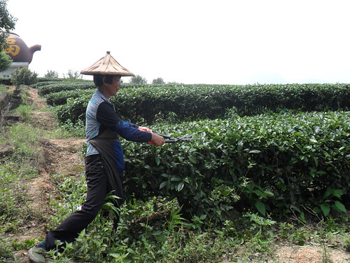 china tea plantation fujian zhang chine pu thé tmx fushian
