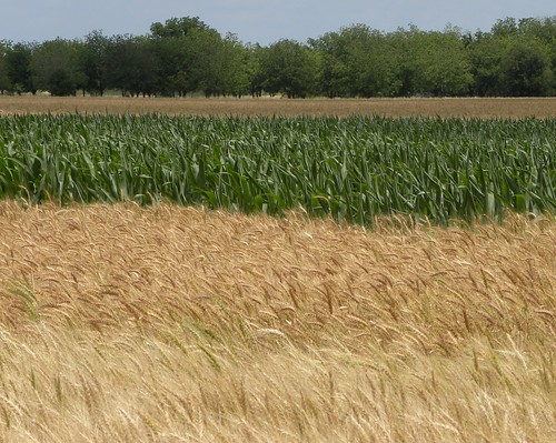 farmfields corngrowing wavinggrain justeastofgeorgetown