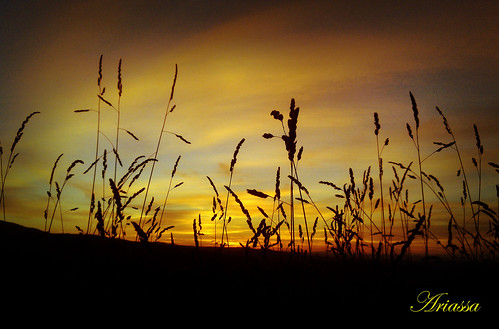 summer sky contraluz atardecer sundown galicia verano campo aestrada yellowclouds