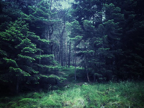 trees tree apple forest landscape scotland glen pines paths bucolic keats iphone glendoll caingorms iphoneography