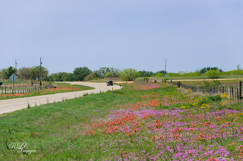 texas wildflowers wilsoncounty cr3335