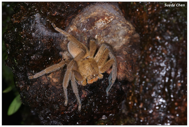 橙顎高腳蛛 Heteropoda pingtungensis (Zhu & Tso, 2006)