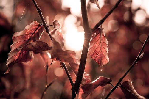 wood sunset sun tree leaf natur rays nikond700 nikkor247028