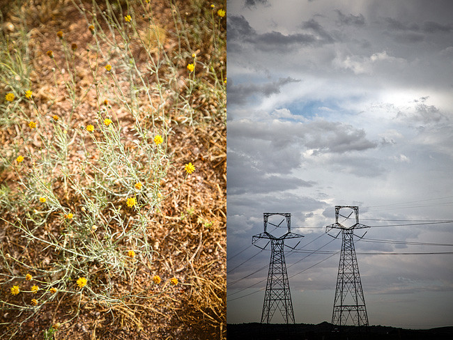 Arizona Flower | Cross Country Roadtrip | 50 States Photography Challenge