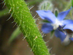 Borage - fuzzy leaves and stems