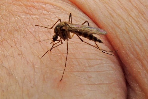 Mosquito about to feed 28.7.2012 (1)