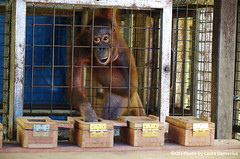 Orangutan subject “Lanang” explores the boxes and finds the sliding lid solution 