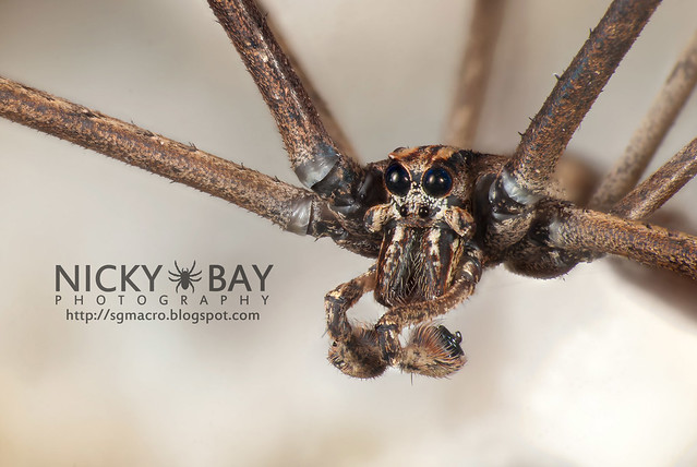 Net-Casting Spider (Deinopidae) - DSC_6166