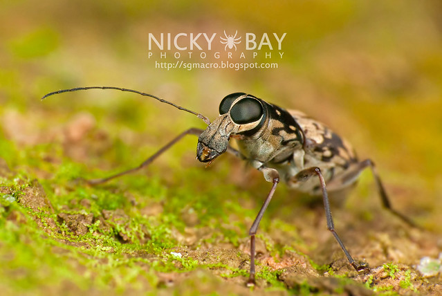 Fungus Weevil (Anthribidae) - DSC_5944