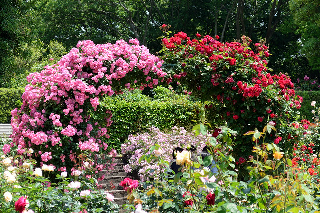 バラ園　Rose garden