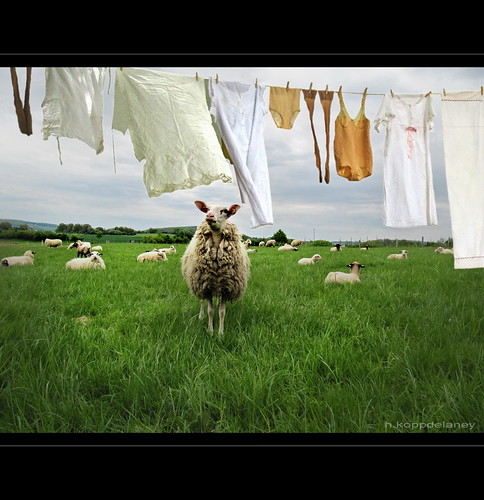 Laundry in Spring