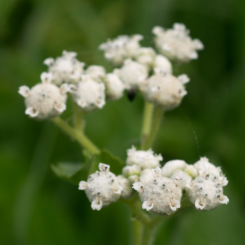 white flower asteraceae parthenium wildquinine partheniumintegrifolium