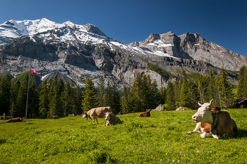 sun mountain schweiz switzerland kuh cow nikon cows suisse hiking swiss flag hike berge kandersteg mountainlake bergsee sonne fahne wandern kühe wanderung d300 oeschinensee blüemlisalp blüemlisalphorn oeschinenhorn fründenhorn