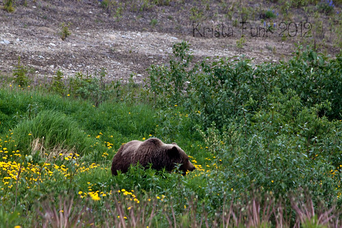 flowers wildlife bears dandelions grizzlybears hainesroad