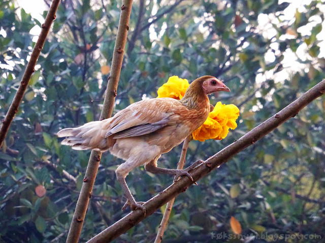 Kaeng Nyui Bike Trip Chicken in Tree