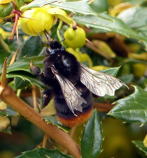 Redtailed_Bumble_Bee