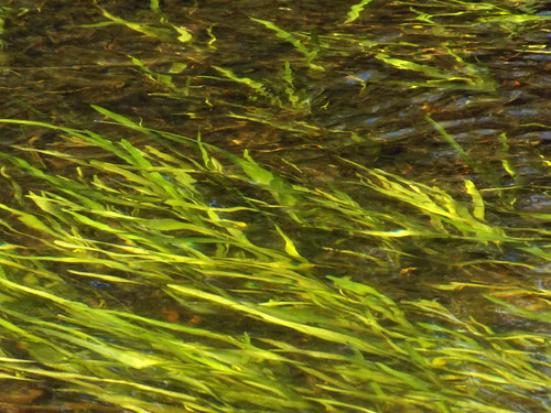 green nature water grass pond watergrass
