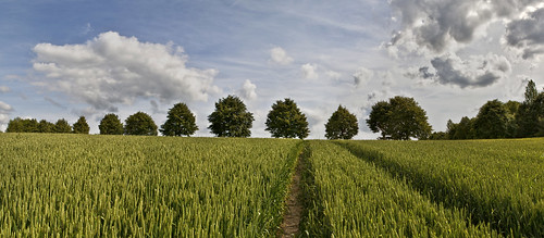 trees summer sky field clouds germany corn sommer wheat feld bäume dorp linde mettmann weizen tiliaplatyphyllos sommerlinde