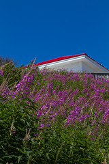 Cape Enragé restaurant roof hidden behind wall of purple