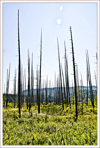 trees marsh killarneylake bowenisland bc canada nikon d7000 pse9 nikon18200mmvrii
