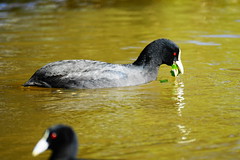 Coot and greens