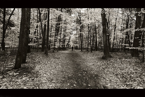 light france canon landscape lumière ghost dream deep 451 passage campagne arbre chemin forêt
