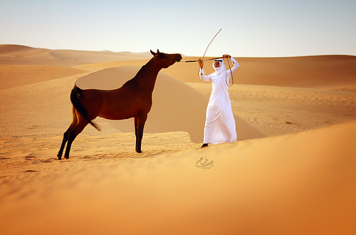 portrait sun sunrise desert august arabianhorse saudiarabia sanddunes portrature 2011 showhorse canonef70200f28lusm dawadmi canoneos7d merrifancy