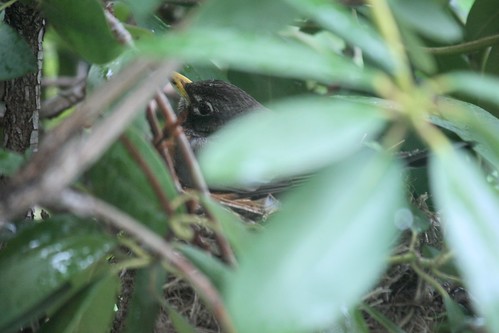 robin on nest 002