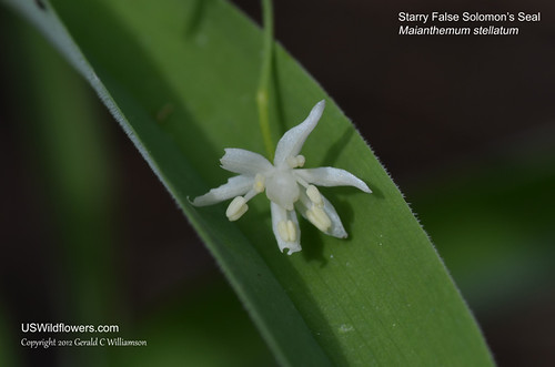 Starry False Solomon’s Seal, Starry False Lily of the Valley, Starflower False Solomon's Seal Star-flowered Solomon’s Plume - Maianthemum stellatum