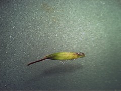 Bothriochloa macra spikelet1