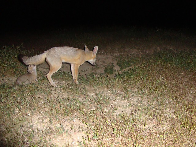 san joaquin kit foxes