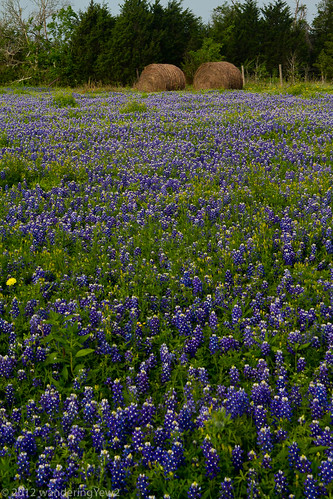 geotagged texas bluebonnet wildflower haybale texaswildflowers geo:lat=29980522822210784 geo:lon=9657810476163485