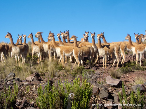 cicloturismo peru animal desierto nazca vicuña puquio pampagaleras