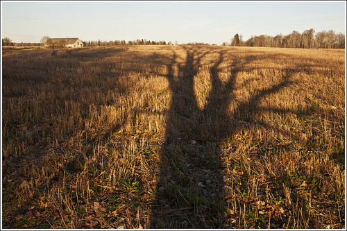 shadow tree landscape spring estonia supershot vanagram