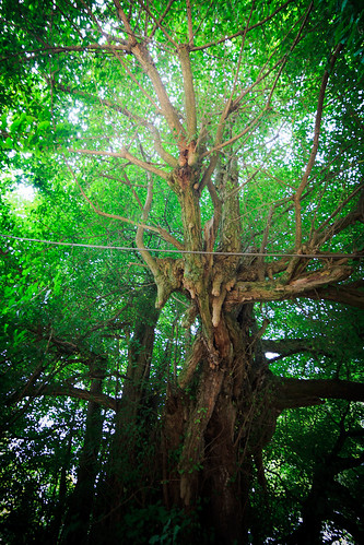 tree giant ginkgo shrine 木 神社 イチョウ tochigi 栃木 巨木 下都賀 shimotsuga