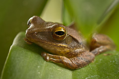 Common Tree Frog , Polypedates leucomystax ( close up ).